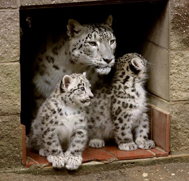 Snow leopard known for her 7 healthy cubs dies after cancer | iNFOnews.ca