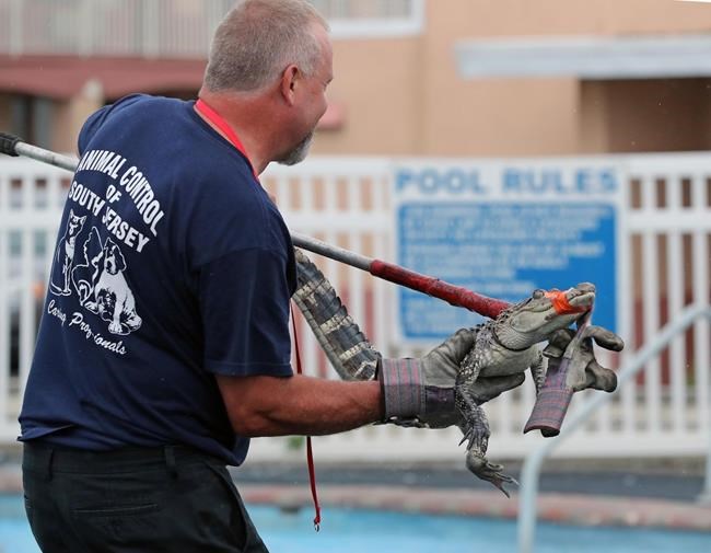 Wayward alligator found in motel pool was part of rap video | iNFOnews.ca