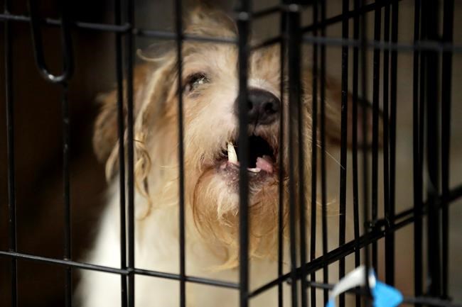 The Latest: Dogs seized from breeder's home nearing adoption | iNFOnews.ca
