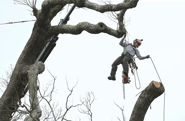 Beloved 600-year-old white oak tree takes final bow | iNFOnews.ca