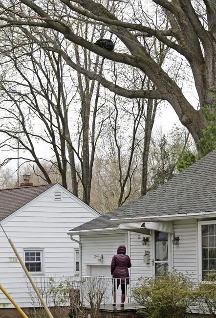 Sleeping black bear comes down from tree near home | iNFOnews.ca Sleeping black bear comes down from tree near home | iNFOnews.ca