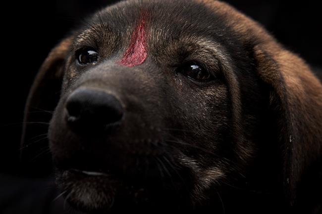Egypt's once-reviled street dogs get chance at a better life | iNFOnews.ca Egypt's once-reviled street dogs get chance at a better life | iNFOnews.ca