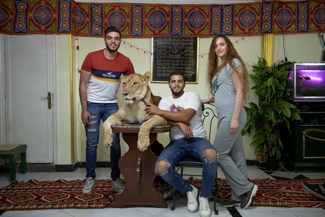 Egypt’s dynasty of big cat trainers takes the show home | iNFOnews.ca Egypt’s dynasty of big cat trainers takes the show home | iNFOnews.ca