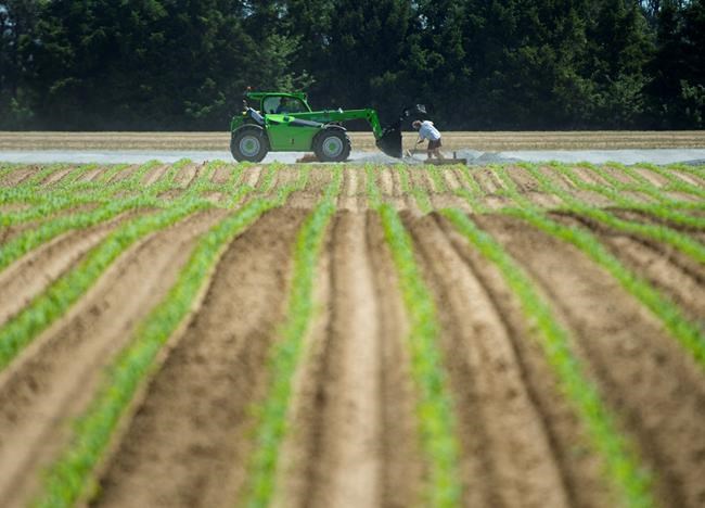 Labour shortages on some Ontario farms threaten crop harvest groups say | iNFOnews.ca