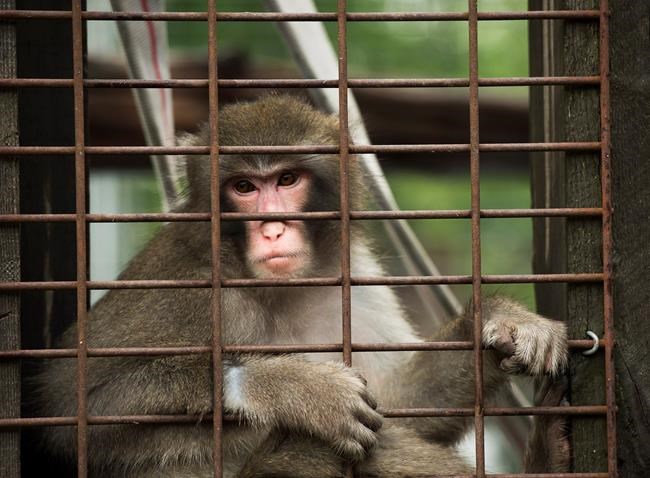 Drawn to the wild! Canada's growing love for exotic pets has experts worried | iNFOnews.ca