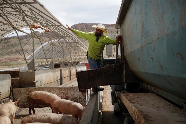Donations, pigs part of Las Vegas' efforts to cut food waste | iNFOnews.ca