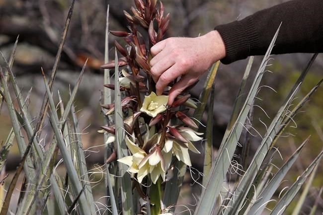 Desert in bloom? Wildflowers could sprout along storm's path | iNFOnews.ca