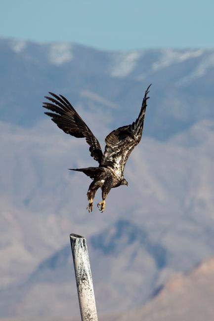 Yearly survey tallies 123 eagles in lakes Mead, Mohave area | iNFOnews.ca