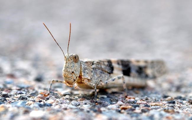 Grasshoppers on the go make migratory stop in Las Vegas area | iNFOnews.ca
