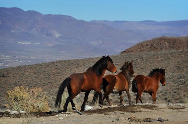 Court denies mustang appeal sought by Nevada counties | iNFOnews.ca