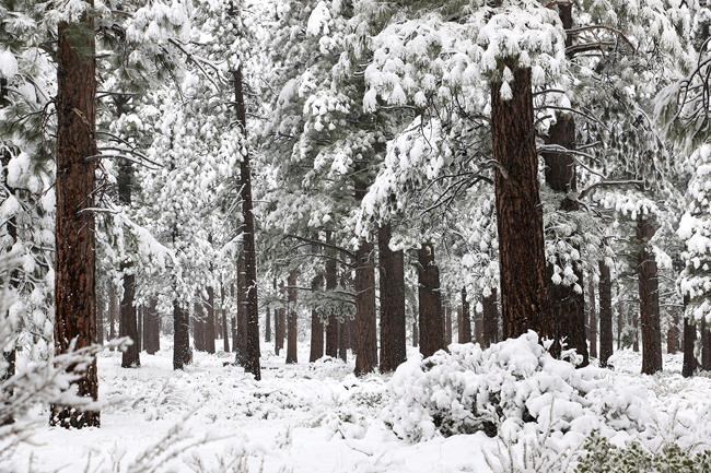 The Latest: New storm warnings, advisories for Reno-Tahoe | iNFOnews.ca