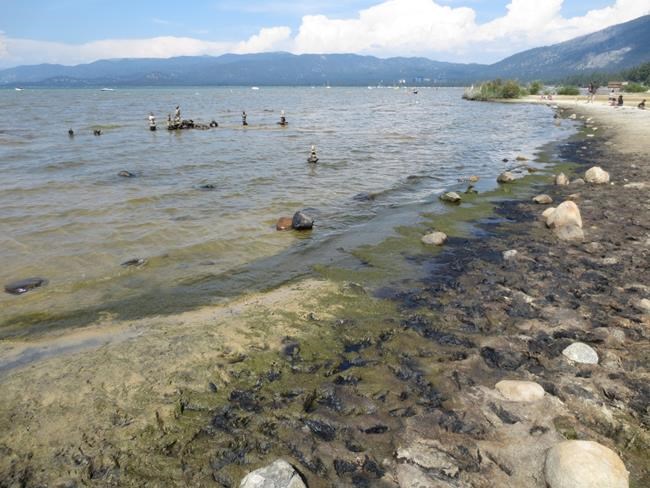 Researchers ask public for old photos of Lake Tahoe algae | iNFOnews.ca Researchers ask public for old photos of Lake Tahoe algae | iNFOnews.ca