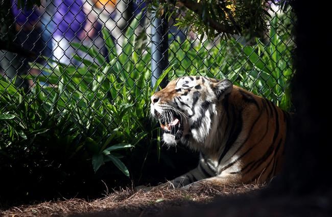 LSU's tiger mascot will not take the field this season | iNFOnews.ca