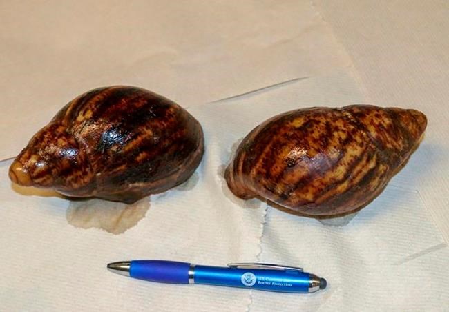 Beagles sniff out snails in luggage at Atlanta airport | iNFOnews.ca