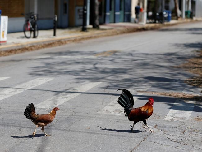 Key West wants to ban people from feeding roaming chickens | iNFOnews.ca