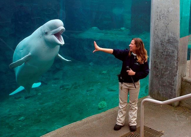 Animal defenders, aquarium tussle over beluga importation | iNFOnews.ca