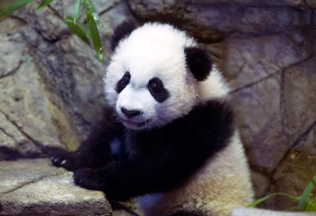 Panda cub gets meds in sweet potato after tummy surgery | iNFOnews.ca Panda cub gets meds in sweet potato after tummy surgery | iNFOnews.ca