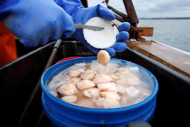 If you savour scallops, good news: Price drop may be in store | iNFOnews.ca