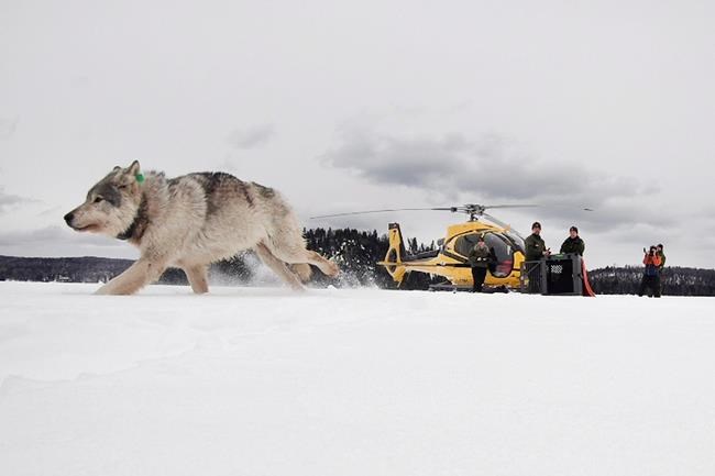 Pandemic interrupts longtime Isle Royale wolf, moose study | iNFOnews.ca