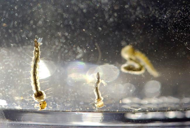 Zika illnesses are mild at worst in US teens, young children | iNFOnews.ca