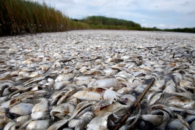Report questions Louisiana fish safety testing | iNFOnews.ca