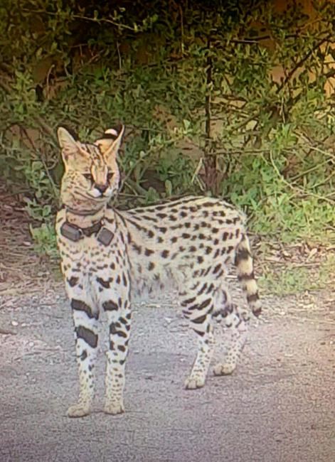 Exotic pet cat on the loose in Virginia roamed from NC home | iNFOnews.ca Exotic pet cat on the loose in Virginia roamed from NC home | iNFOnews.ca