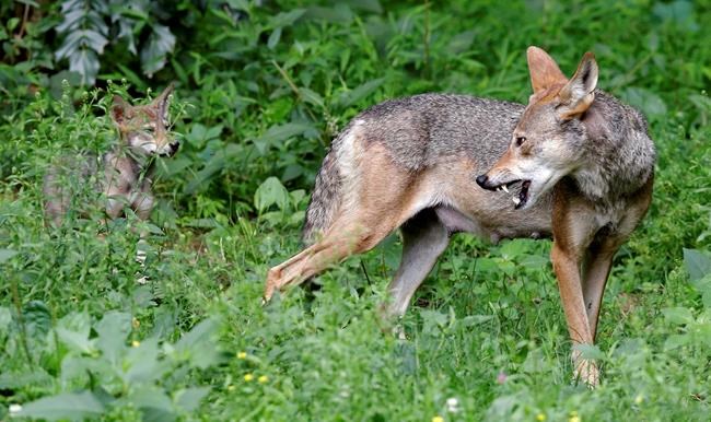 North Carolina gov: Endangered wolf protection should stay | iNFOnews.ca