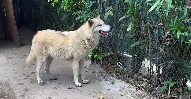 Wolf-dog hybrid captured after escape from Florida sanctuary | iNFOnews.ca