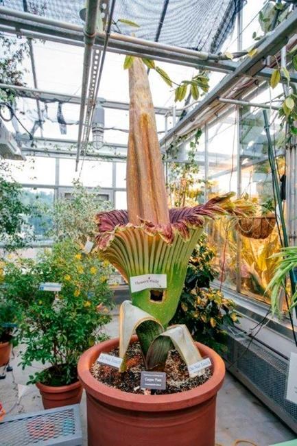 'Corpse flower' that smells like dirty diapers to bloom | iNFOnews.ca