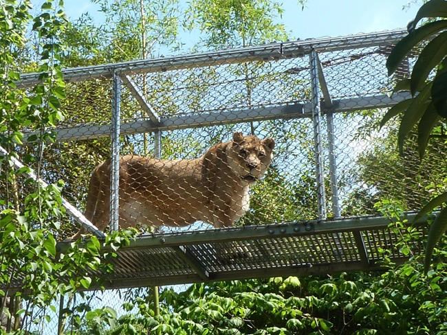 Zoo euthanizes 25-year-old lion, believed to be oldest in US | iNFOnews.ca