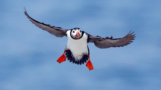 Audubon intervenes to protect ocean monument for puffins | iNFOnews.ca