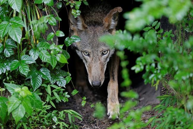 Judge orders plan for releasing more red wolves into wild | iNFOnews.ca CP937590428