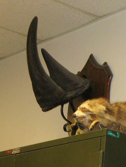 Rhino horn stolen from University of Vermont; reward offered | iNFOnews.ca Rhino horn stolen from University of Vermont; reward offered | iNFOnews.ca