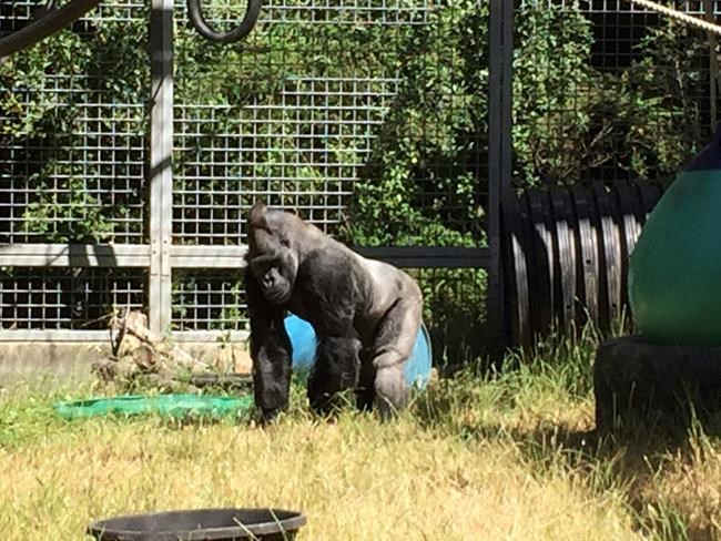 Judge: Companion of late gorilla Koko must go back to zoo | iNFOnews.ca Judge: Companion of late gorilla Koko must go back to zoo | iNFOnews.ca
