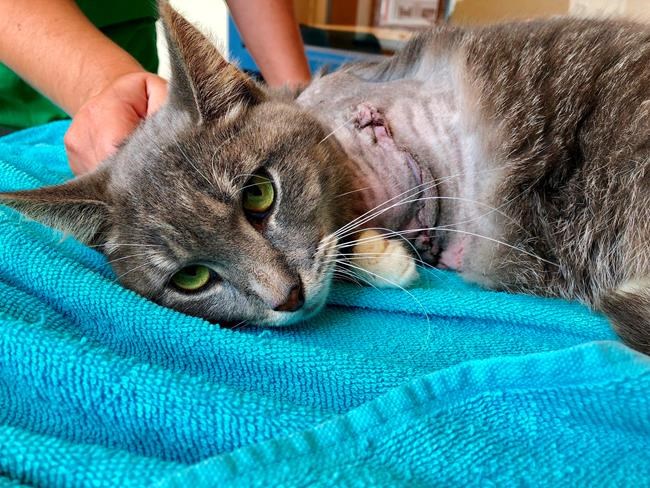 Cat with firecrackers strapped to paw has leg amputated | iNFOnews.ca