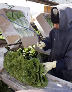 Study finds leafy green vegetables top source of food poisoning; more deaths tied to poultry | iNFOnews.ca Study finds leafy green vegetables top source of food poisoning; more deaths tied to poultry | iNFOnews.ca