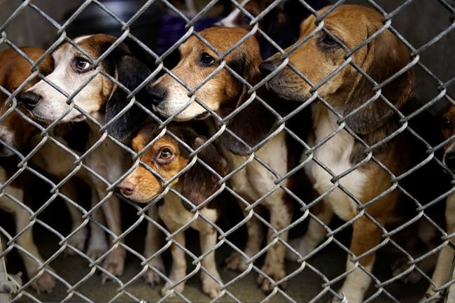 Dozens of rescued beagles begin finding new homes | iNFOnews.ca Dozens of rescued beagles begin finding new homes | iNFOnews.ca