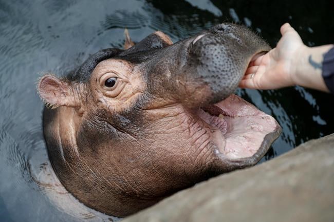 Texas-based hippo eyeing Cincinnati's famed Fiona | iNFOnews.ca Texas-based hippo eyeing Cincinnati's famed Fiona | iNFOnews.ca
