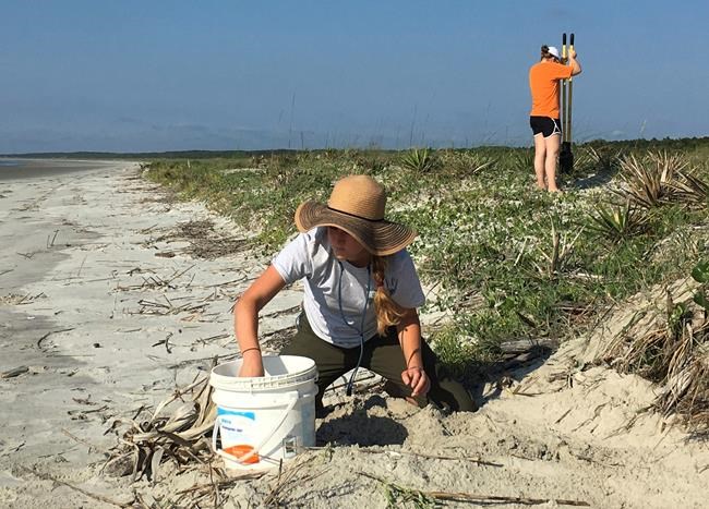 Loggerhead sea turtle nesting season begins on Georgia coast | iNFOnews.ca CP763161582
