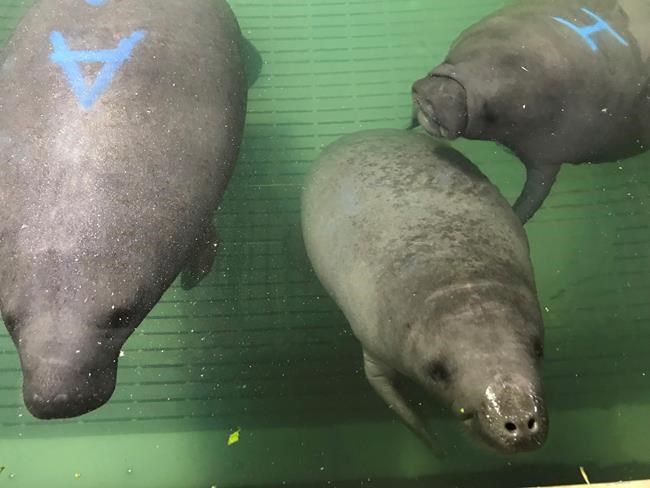 Correction: Manatees On The Move story | iNFOnews.ca