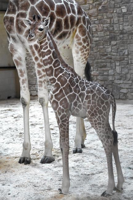 Tall tale: Maryland Zoo welcomes baby giraffe | iNFOnews.ca Tall tale: Maryland Zoo welcomes baby giraffe | iNFOnews.ca