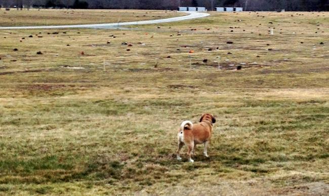 7 people buried in the wrong graves at veterans' cemetery | iNFOnews.ca 7 people buried in the wrong graves at veterans' cemetery | iNFOnews.ca