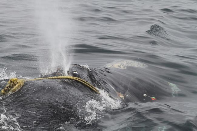 Researchers to keep working to free whale from fishing line | iNFOnews.ca