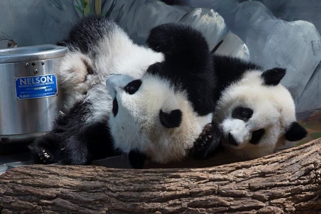 Happy birthday! Atlanta zoo's giant panda twins turn 1 | iNFOnews.ca