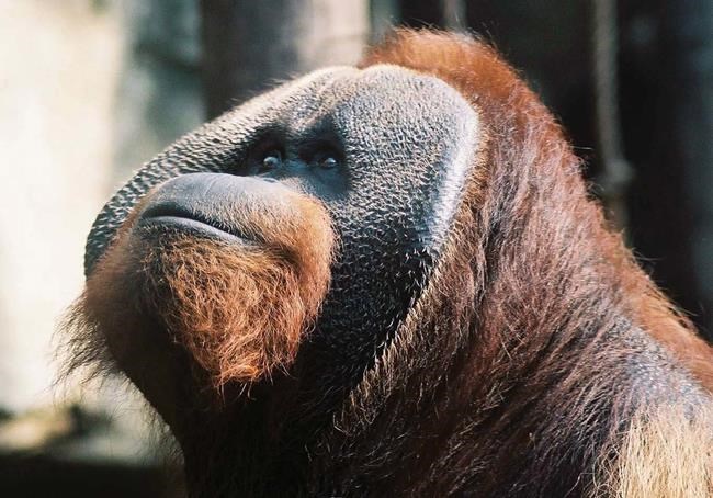 Orangutan that loved 'Price is Right' dies at Ohio zoo | iNFOnews.ca