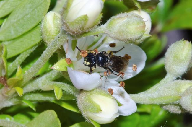 Feds list 7 Hawaii bee species as endangered, a first in US | iNFOnews.ca Feds list 7 Hawaii bee species as endangered, a first in US | iNFOnews.ca