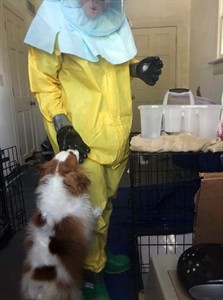 Veterinarians' group issues advice on quarantine and handling pets that may catch Ebola | iNFOnews.ca