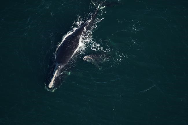 Rules planned to save right whales loom over lobster fishers | iNFOnews.ca Rules planned to save right whales loom over lobster fishers | iNFOnews.ca