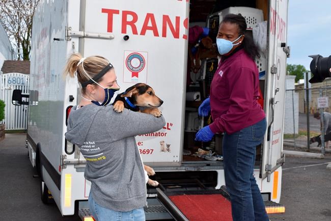 Puppy pipeline runs from Georgia northward to adoptive homes | iNFOnews.ca