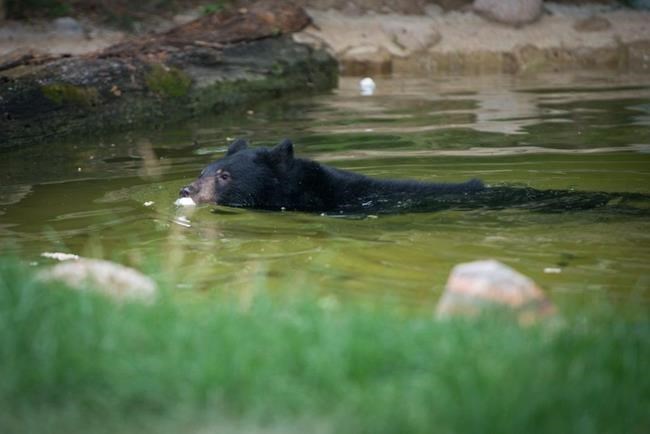 Black bear cub makes brief escape at Ohio zoo before capture | iNFOnews.ca Black bear cub makes brief escape at Ohio zoo before capture | iNFOnews.ca
